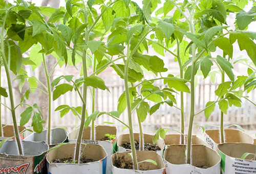 Tomatplantor som är klara för plantering