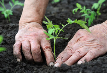 Trasplante de plántulas de tomate