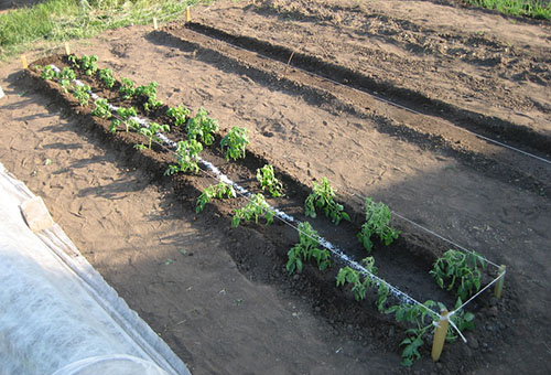 En trädgård med tomatplantor