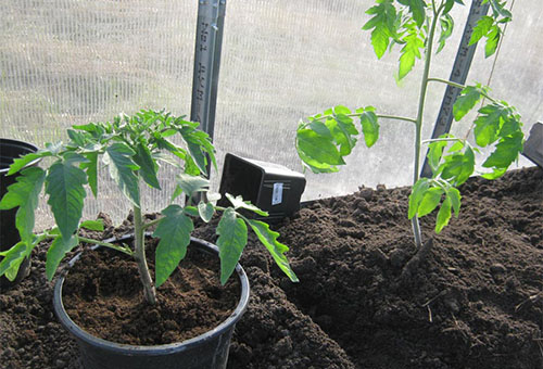 Plantera tomatplantor i ett växthus