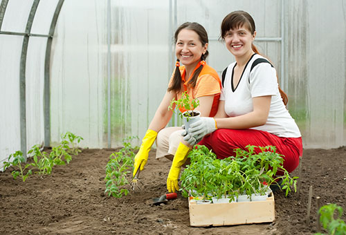 Plantera tomater i en rutmönster