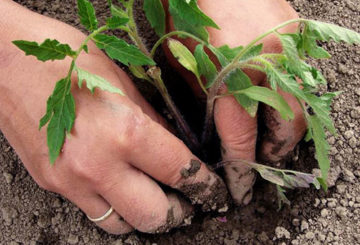 Plantar tomates en el suelo