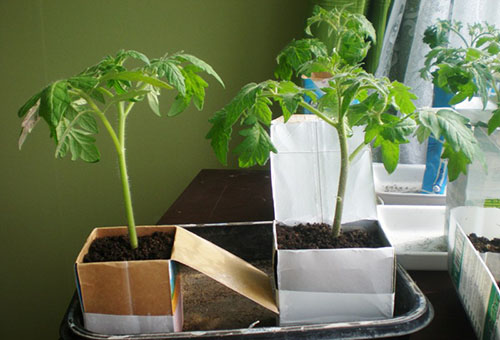 Plantor av tomater i lådor