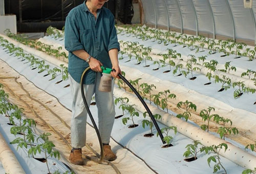 Topdressing av tomater i växthuset