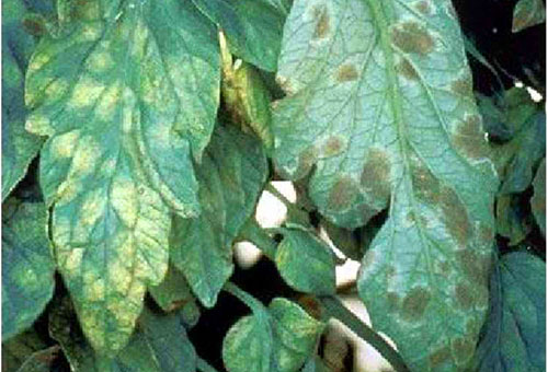 Cà chua cladosporium