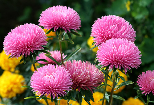Rosa asters