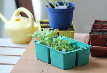 Preparación para plantar plántulas de aster.