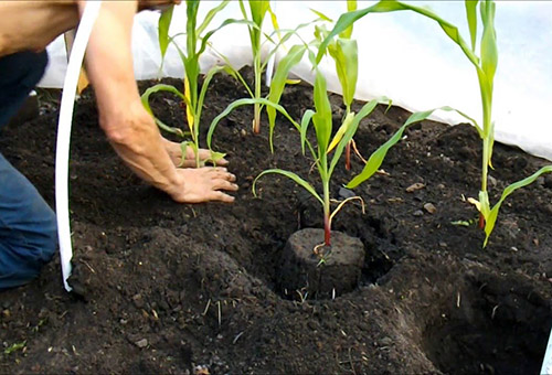 Maïs planten in de volle grond