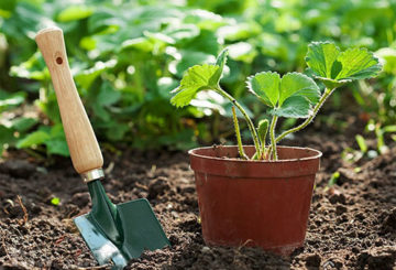 Aardbeien planten in de volle grond