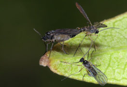 Sciarids - svamp myggor
