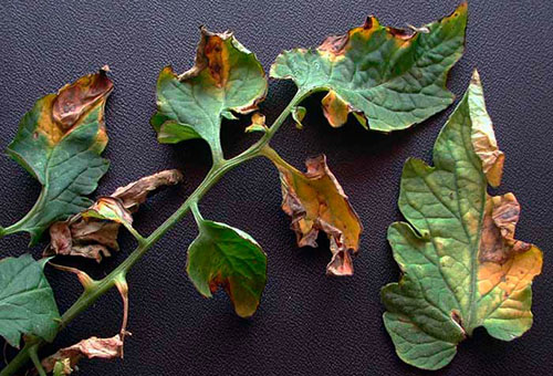 Zieke tomatenbladeren