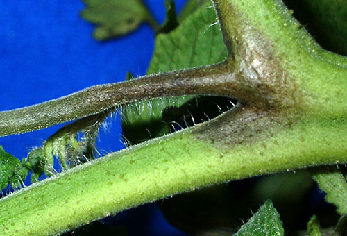 Tizón tardío en el tallo del tomate