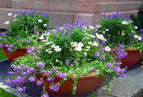 Flowerbed with annuals