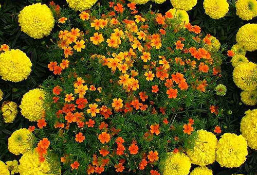 A flower bed with annuals in warm colors