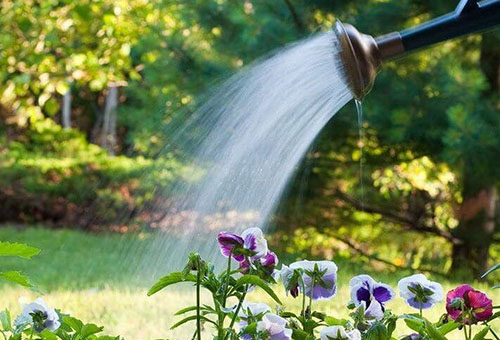 Watering annuals