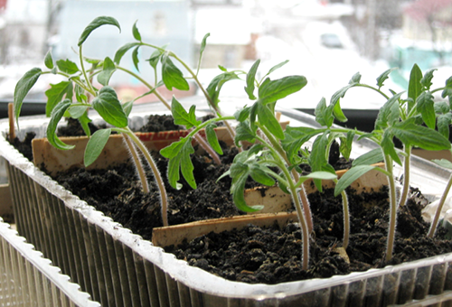 Plantor av tomater i en allmän behållare