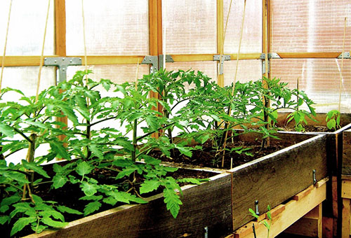Plantor av tomater i ett växthus