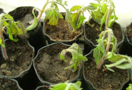 Frozen tomato seedlings