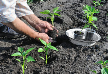 Paprika's planten in de volle grond