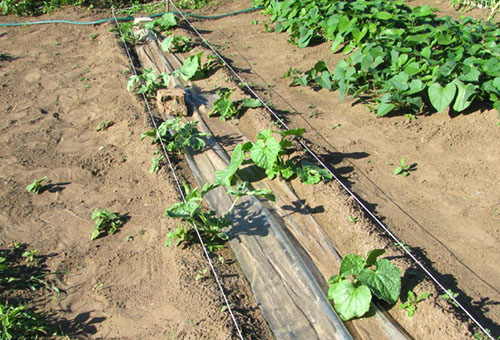 Plantar un melón en el jardín.