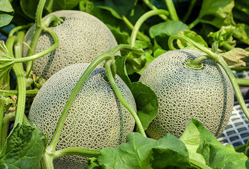 Frutas de melón en el jardín