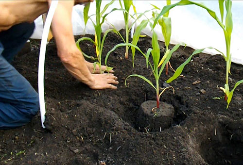 Plantar maíz en campo abierto