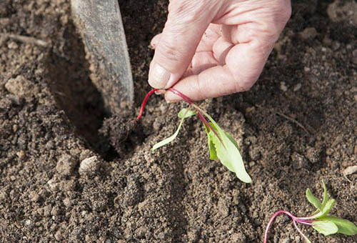 Plantera rödbetor i öppen jord