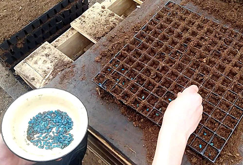 Watermeloenen zaaien voor zaailingen