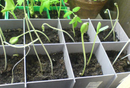 Elongated squash seedlings