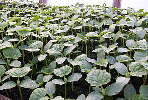 Plántulas de calabaza densamente plantadas