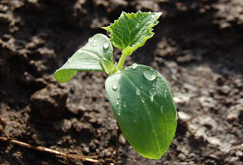 Plántulas de tuétano vegetal en campo abierto