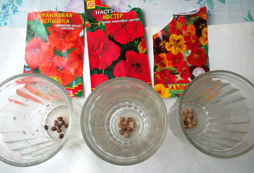 Семена от различни видове настурция