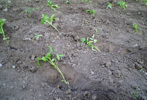 Transplantera bevuxna tomatplantor i marken