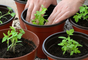 Tomatenzaailingen overplanten