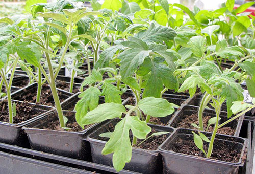 Plántulas de tomates después de la recolección.