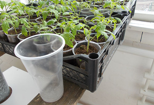 Recogió tomates