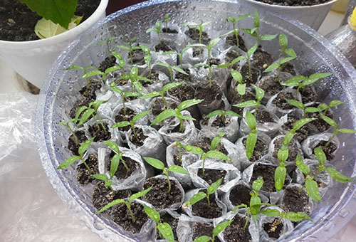 Plántulas de tomate en pañales