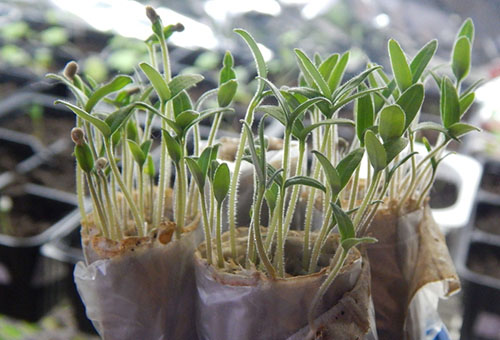 Plántulas de tomate en pañales