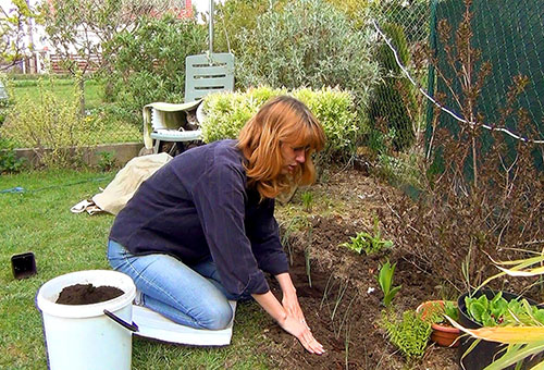 Prei zaailingen in de grond planten