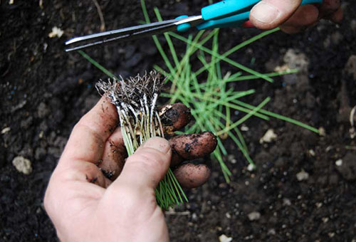 Plantar plántulas de puerro