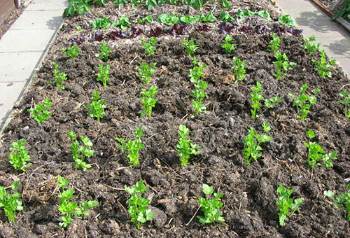 Apio plantado al aire libre