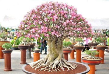 Bloeiend adenium