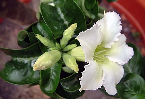 Бяло цвете адениум