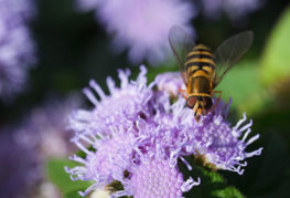 Пчела върху агератни цветя