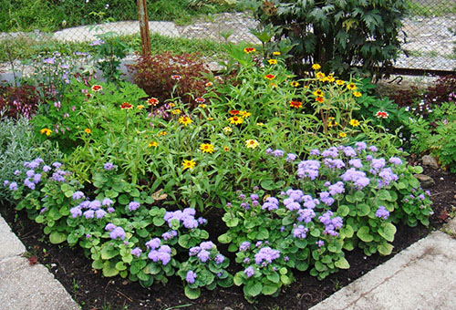 Flowerbed with ageratum
