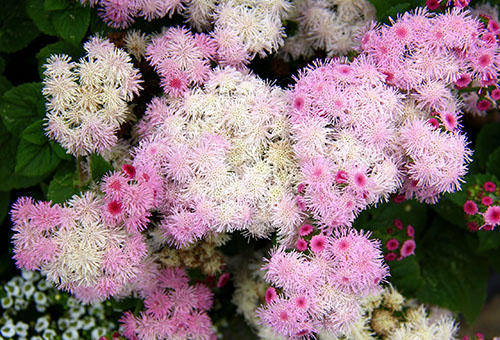 White and pink ageratum