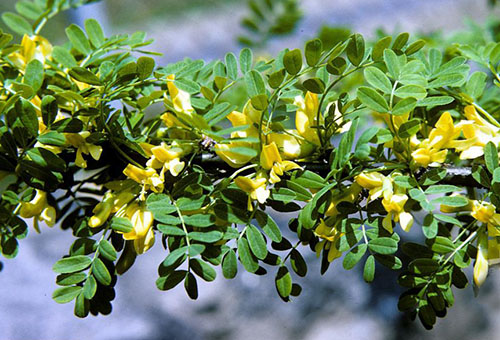 Branch of yellow acacia