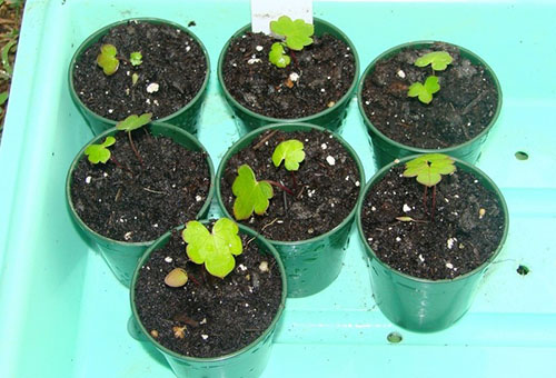Seedlings of aconite