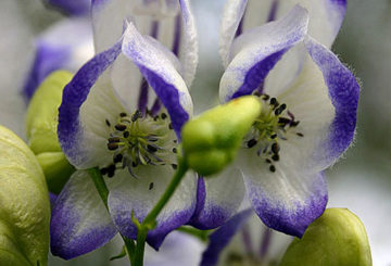 Aconite bloemen