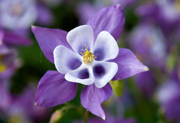 Aquilegia met paarse bloembladen